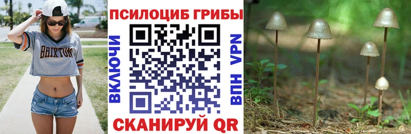 цена наркотик  Чердынь  мега вход  Псилоцибиновые грибы Psilocybe 